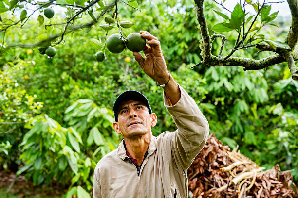 Farmer harvesting organic avocados in a orchard surrounded by greenery