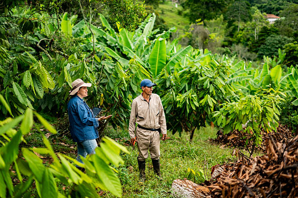 istock Farmers working on a cocoa plantation at farm 2219630190