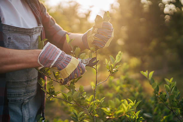 istock Gardener pruning blueberry bush at sunset using pruning shears 2219630269