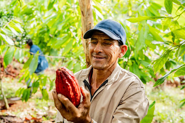 Farmer harvesting cocoa pods on a sunlit cocoa farm