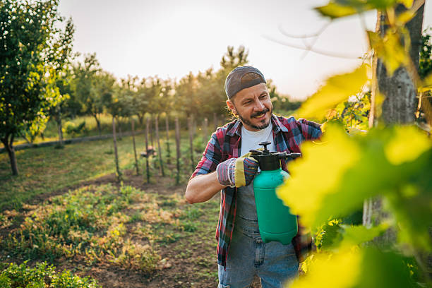Mid adult farmer spraying pesticide on plants in his orchard during the golden hour, nurturing the growth of his vineyard under the warm glow of the setting sun