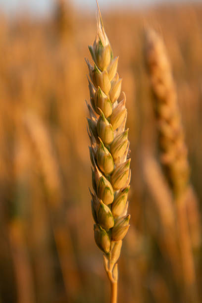 Wheat spike macro in warm sunlight on summer field blurry background