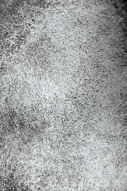 Black Mold Spores on White Fungal Mycelium  Macro Texture