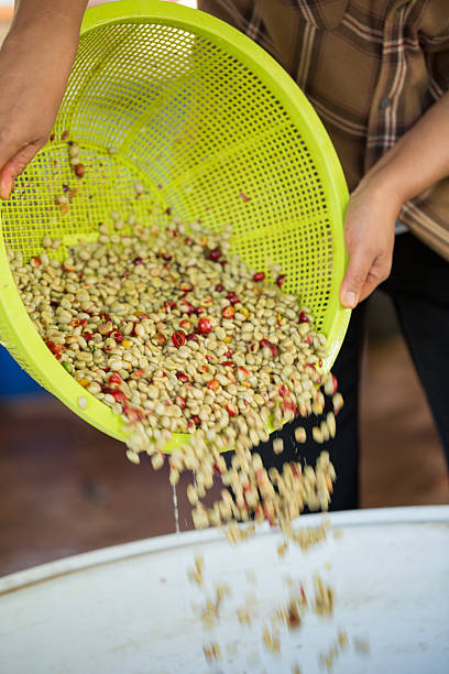 istock Close up smart farmer techniques hand coffee bean machinery roast apparatus dry sunlight tool sunbeam sunray sunshine fresh garden produce agriculture promotes farmer concept farm blur background 2219631549