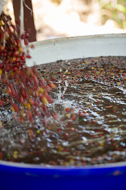 istock Smart farming techniques machinery roast apparatus coffee bean dry sunlight tool sunbeam sunray sunshine fresh garden produce agriculture promotes farmer concept close up plant farm blur background 2219631567