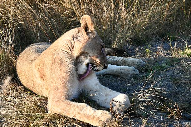 Lioness grooming