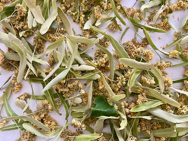 istock Dried and fresh linden, linden flowers. 2219633427