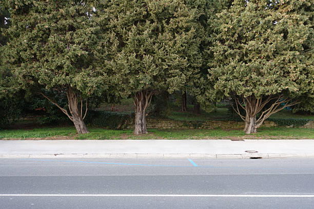 Concrete sidewalk with a cinder block wall on the left and bushes on the right and trees in the background
