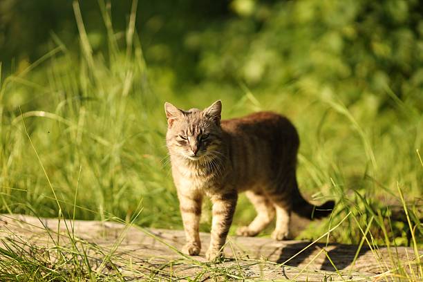A wild cat strolls through tall green grass in a sunny outdoor environment, enjoying its surroundings.