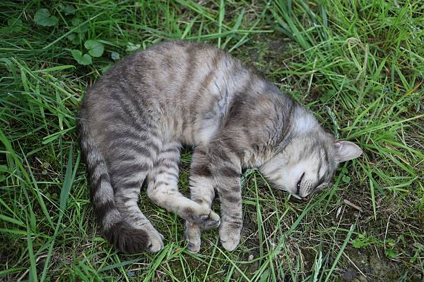 istock Cat sleeping peacefully on green grass in a sunny garden 2219635391