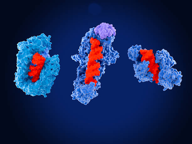 istock Enzymes involved in microRNA processing: exportin/RanGTP(left)) Dicer/TRP,  Argonaute (right). pre-microRNA and microRNA (red) 2219636385