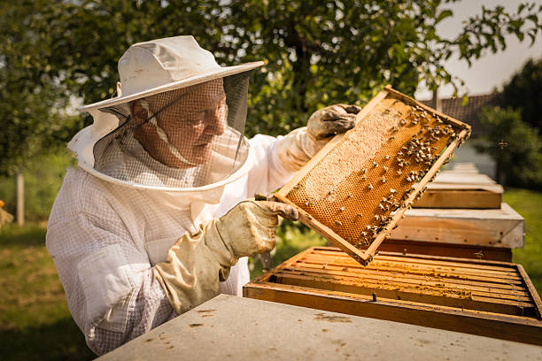 A beekeeper, dressed in protective gear, examines a frame filled with bees and honey in a lush garden. The sun shines brightly, creating a warm atmosphere for the activity.