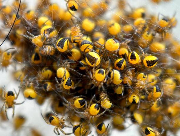 A cluster of newly hatched spiderlings, from a common Garden Spider (also known as the European Garden Spider or Cross Orbweaver, Araneus diadematus).