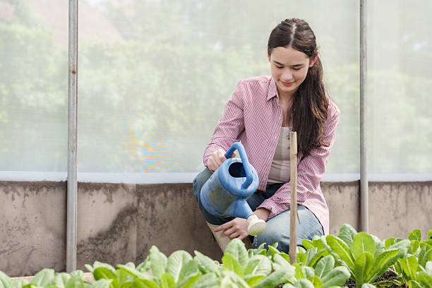 asian female student kneels and waters leafy vegetables in school greenhouse while practicing agriculture class activity focusing on plant care and sustainable food learning