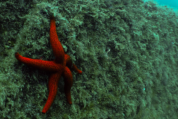 A Mediterranean Red Sea Star (Echinaster sepositus) in Tarragona, Spain