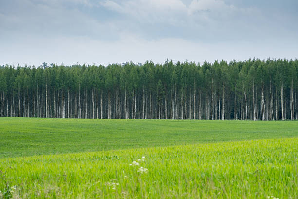 Symmetrical Birch Tree Forest and Green Field  Minimalist Nature Landscape with Vertical Tree Lines and Fresh Grass in Countryside