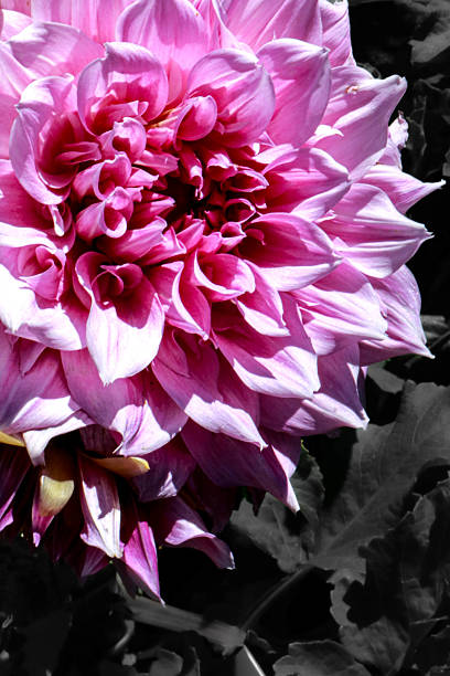 Electric Dahlia