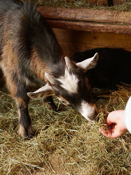 istock Goat is eating hay in a pen 2219643257