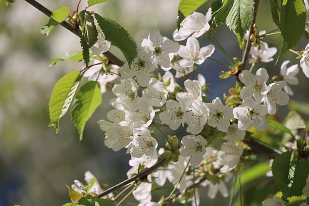 istock A tree with white flowers is in full bloom 2219643467