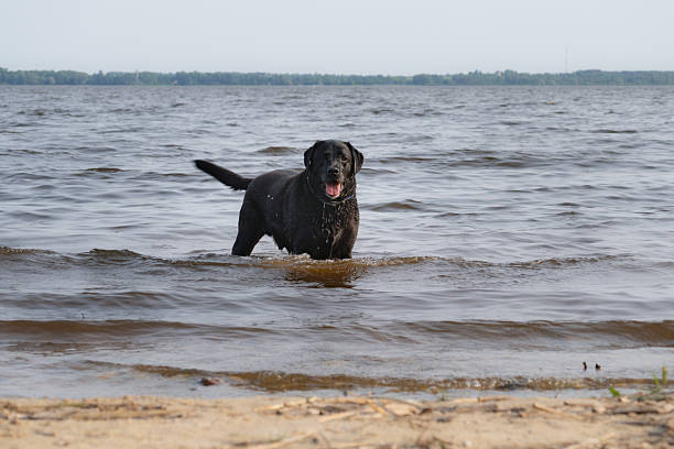 Happy Black Labrador Standing in Lake Water on a Summer Day