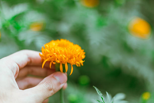 Close up Marigold flowers famous flower in Thailand