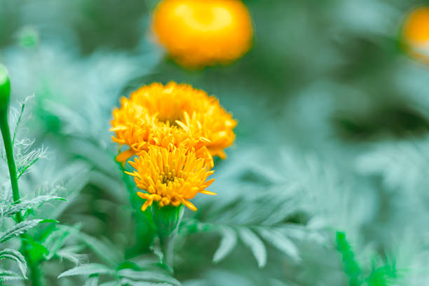 Close up Marigold flowers famous flower in Thailand