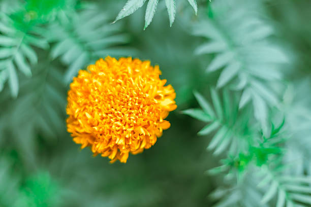 Close up Marigold flowers famous flower in Thailand
