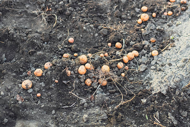 Fresh potato seeds neatly planted in rows of rich earth, showcasing traditional farming methods in preparation for harvest.