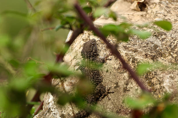 A dark, spiny lizard is partially concealed by green foliage as it clings to a textured rock in its natural environment. Captured in Tuscany, Italy, the image beautifully illustrates the reptile’s camouflage ability and the intricate interaction between wildlife and Mediterranean vegetation. The selective focus, blurred foreground, and natural light contribute to the wild, untamed aesthetic of this authentic nature scene.
