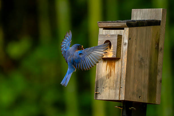 istock A bluebird birdhouse 2219647735
