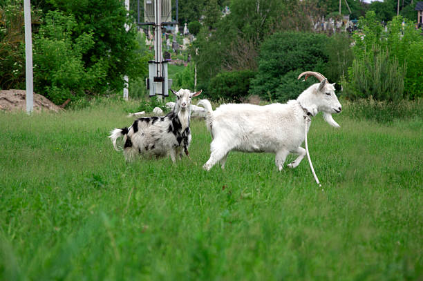 Two goats explore a lush green pasture, one white and one black and white, under a cloudy sky, surrounded by trees.