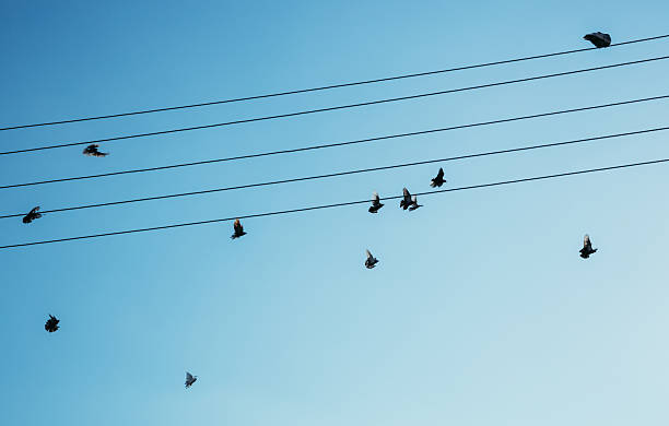istock A flock of soaring pigeons between wires in the sky. 2219649213
