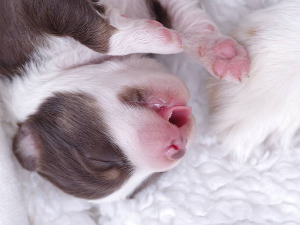 istock Puppy is sleeping on a white blanket 2219649654
