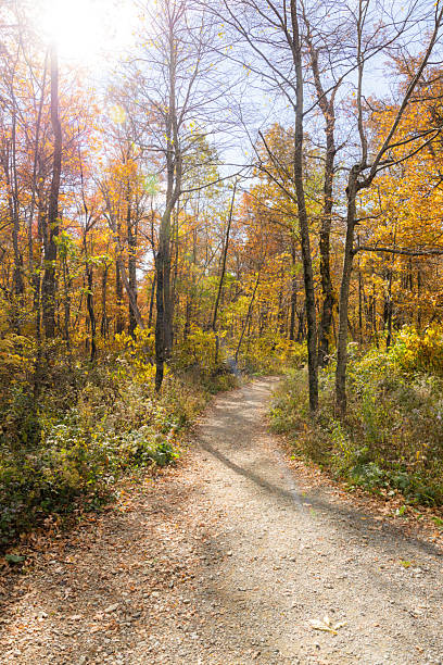 istock New England Autumn Colors Traveling Pathway 2219649809