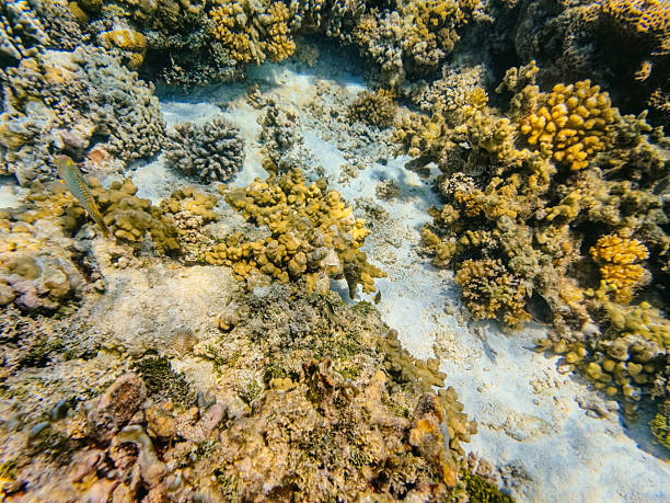 Reef under the sea in Maldives.