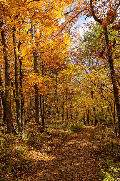 istock New England Autumn Colors Traveling Pathway 2219649846