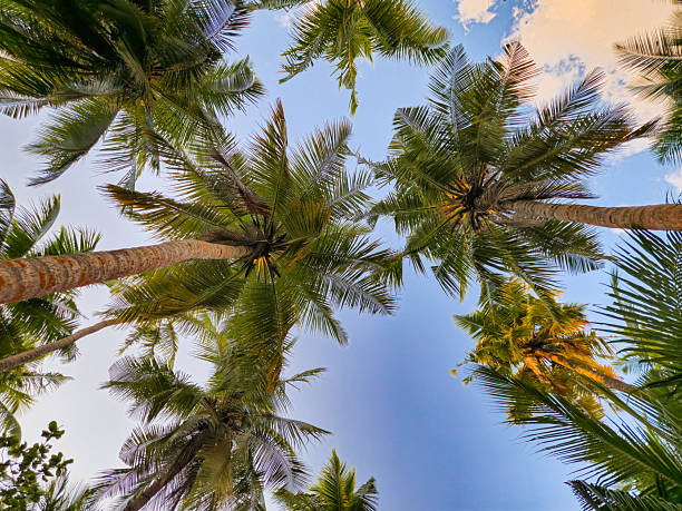 Coconut palm trees from below on Fulhadhoo island in Maldives.