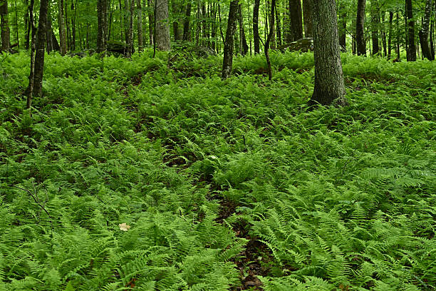 Deer trail through ferns in forest stock photo