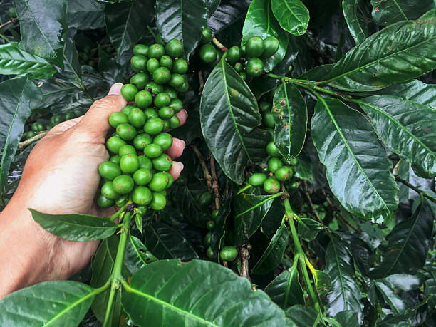 Unrecognizable Hand holding cluster of unripe green coffee cherries on the branch