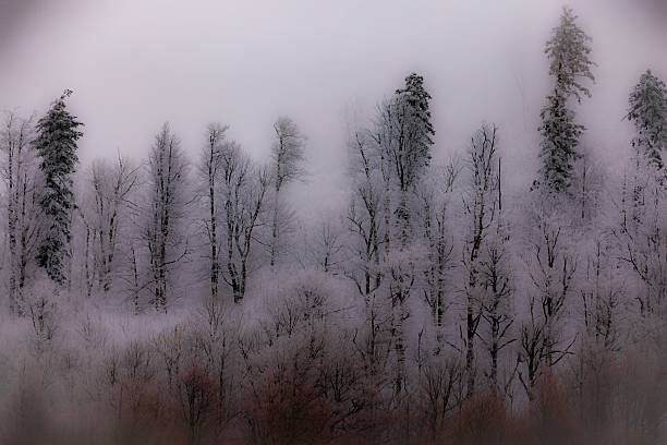 A serene winter forest with frost-covered trees under a misty sky, creating a tranquil and ethereal atmosphere.