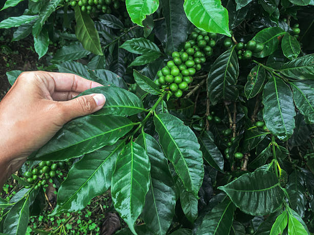 Unrecognizable Hand inspecting coffee leaves and green cherries on a coffee tree