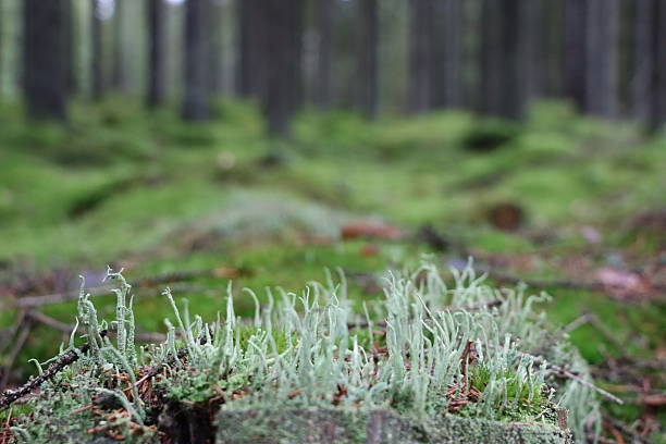 The beautiful plants of the Swedish forrest