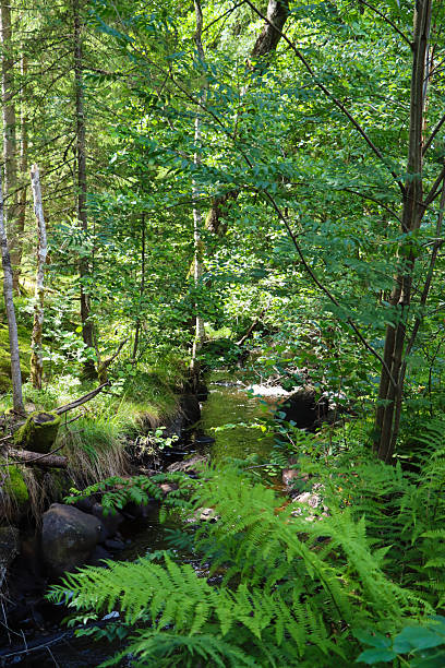istock Green forrest of Sweden 2219651988