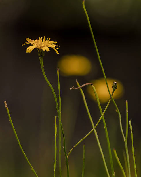 istock Dandelion flower in a dandelion field 2219653416