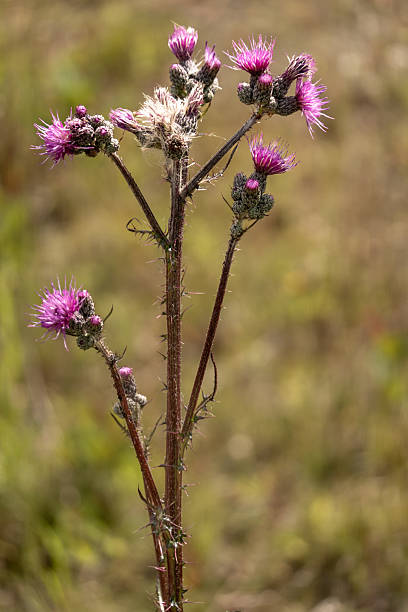 istock Creeping thistle growing in a meadow with purple flowers 2219653669