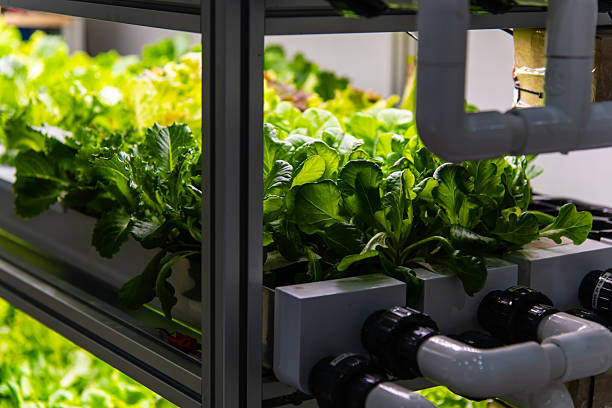 istock indoor hydroponics of lettuce 2219653983