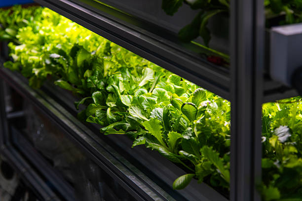 istock indoor hydroponics of lettuce 2219653984