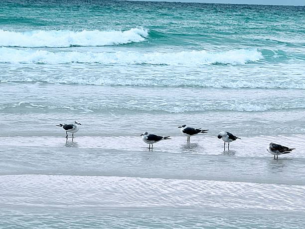 istock Destin birds on the beach 2219655884