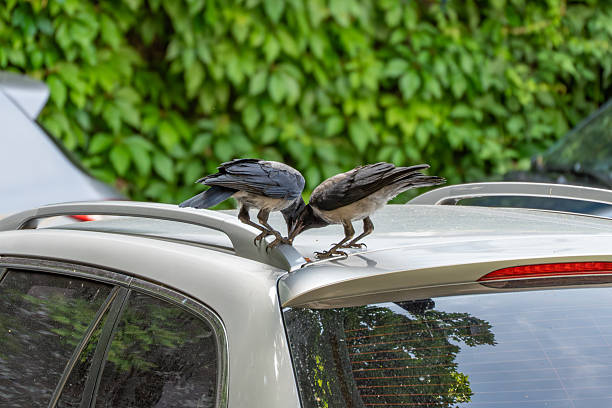 istock Two crows sit on the roof of a car, pecking curiously. 2219656421