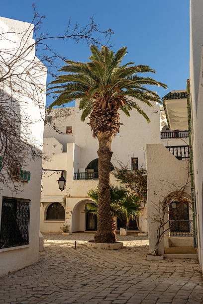 istock A palm tree stands tall in a sunlit courtyard surrounded by white buildings. 2219660545